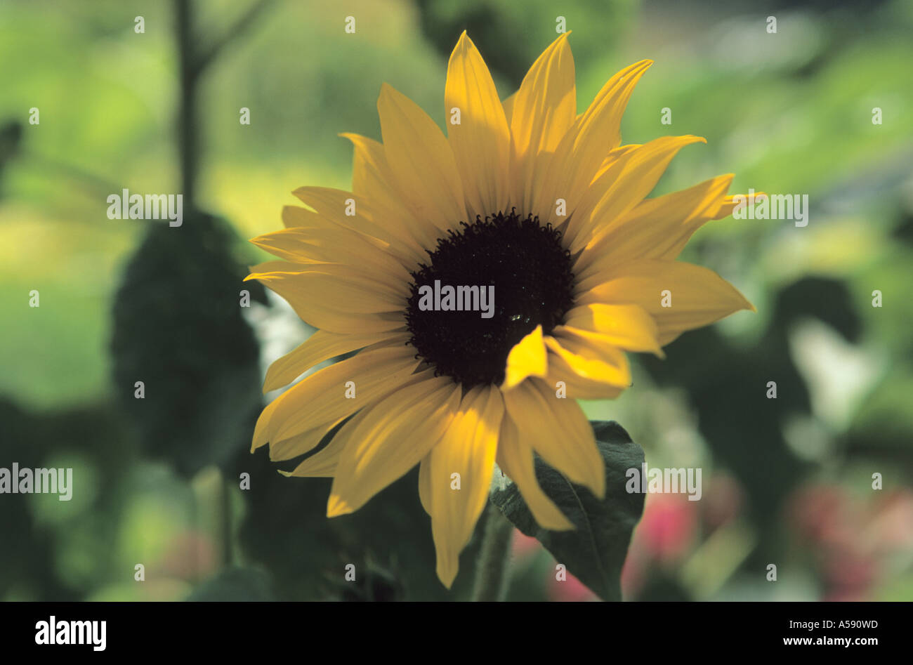 Close-up of Sunflower Helianthus debilis cucmerifolium flower Stock Photo