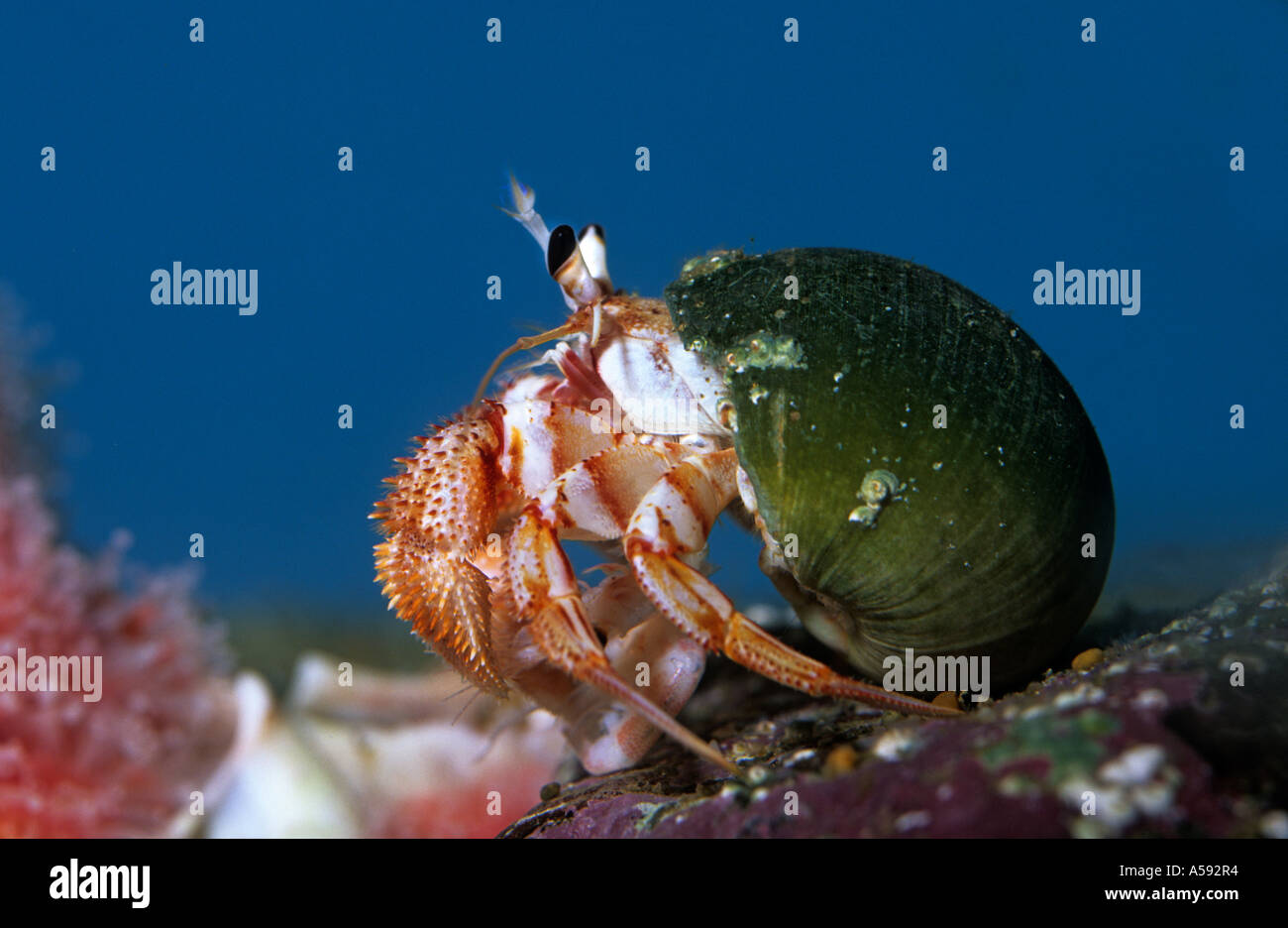 Hermit crab Pacific west coast California USA Stock Photo