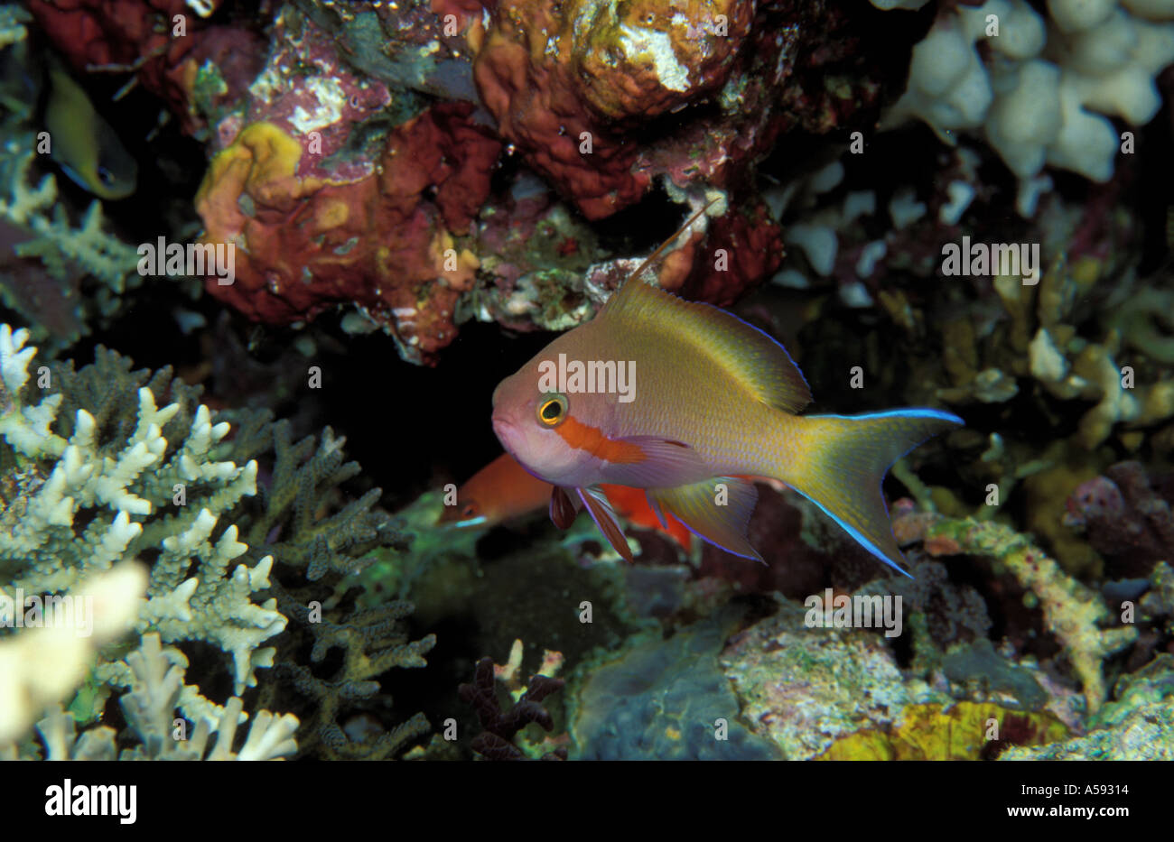 Threadfin anthias fish hi-res stock photography and images - Alamy
