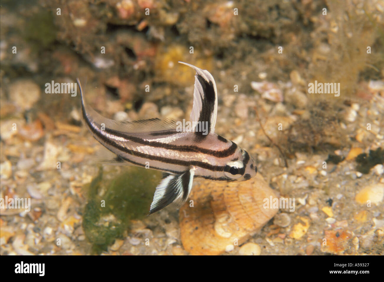 Juvenile Highhat Equetus lanceolatus  Stock Photo