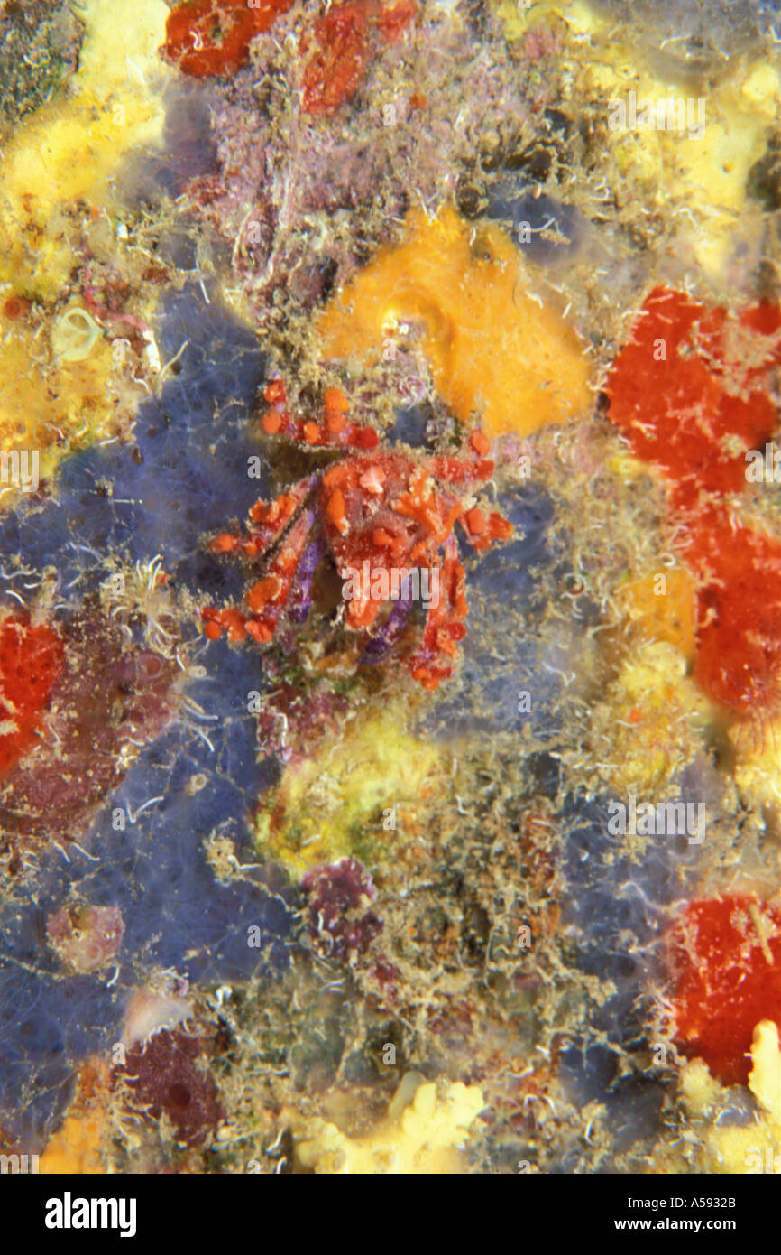 Cryptic Teardrop Crab Pelia mutica  Stock Photo