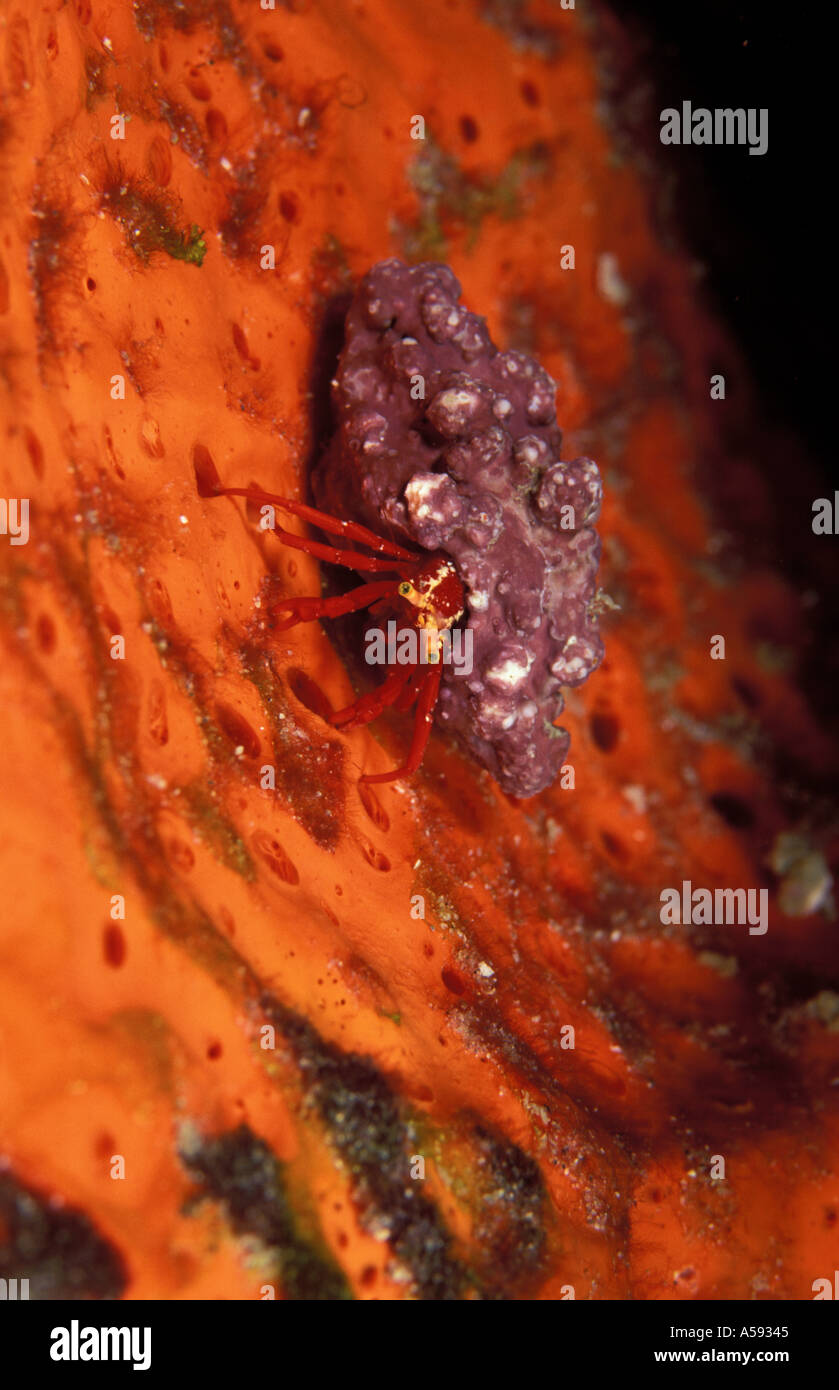Red Reef Hermit Crab Paguristes cadenati Stock Photo - Alamy