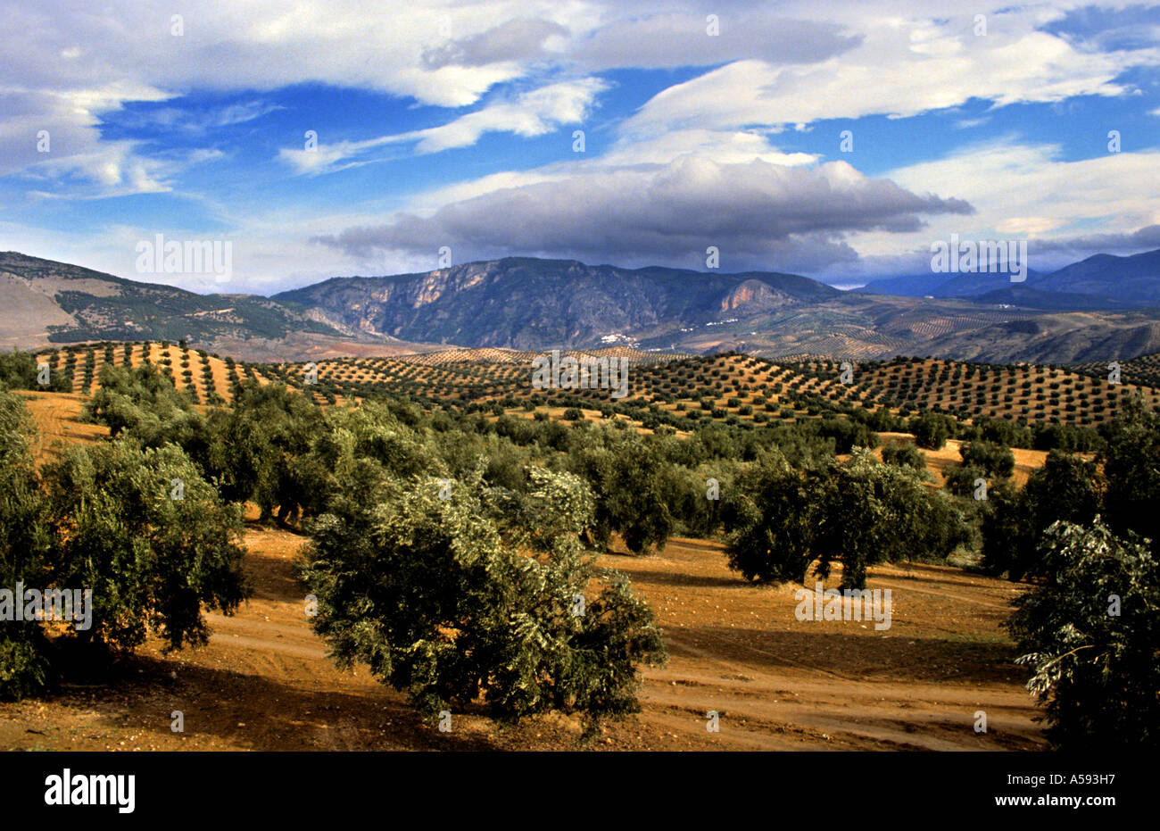 Olive trees in Andalucia Spain Spanish Landscape mountains sun Stock Photo