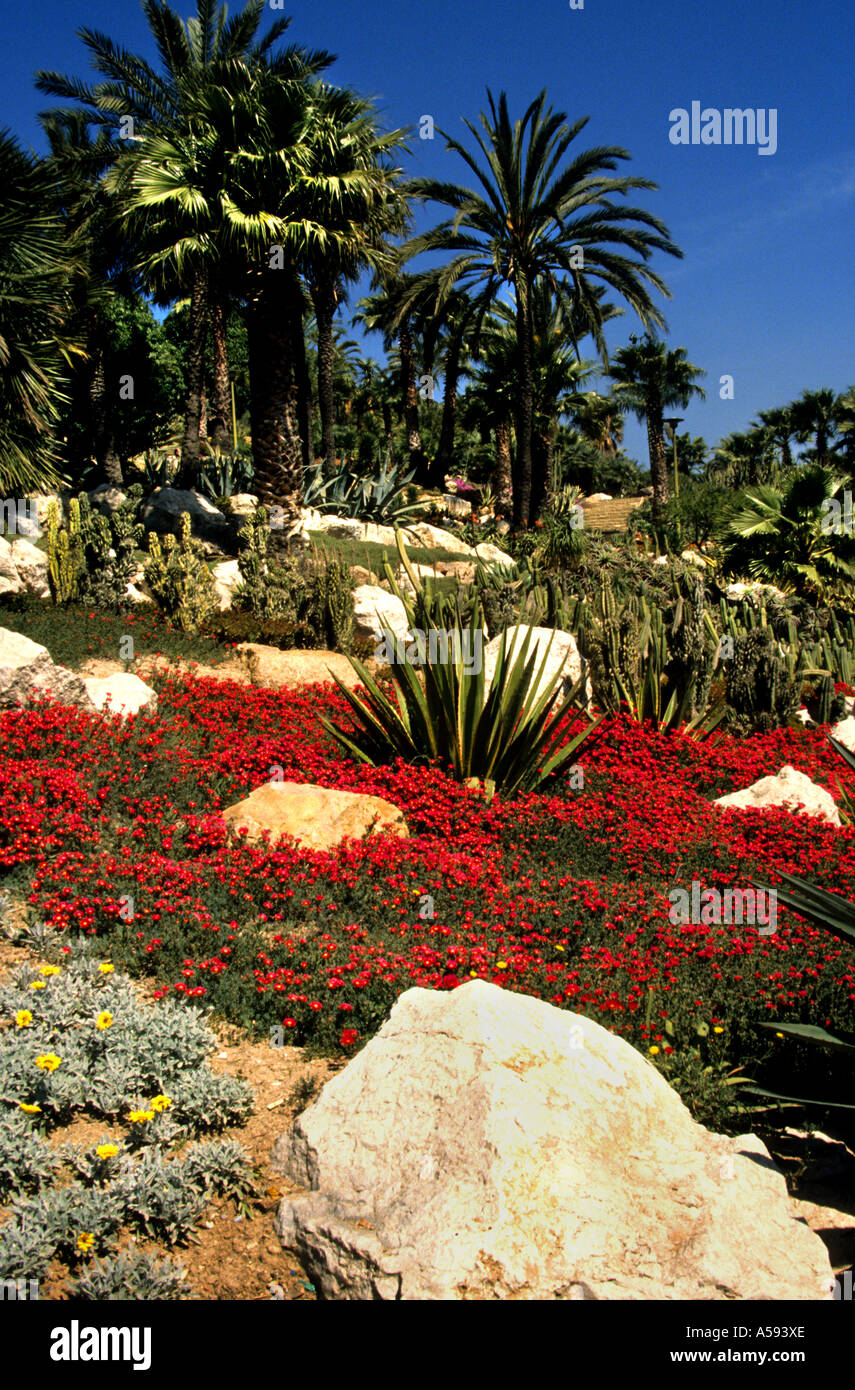 Barcelona Spain  Palm Rocks Cactus flower flowers red Stock Photo