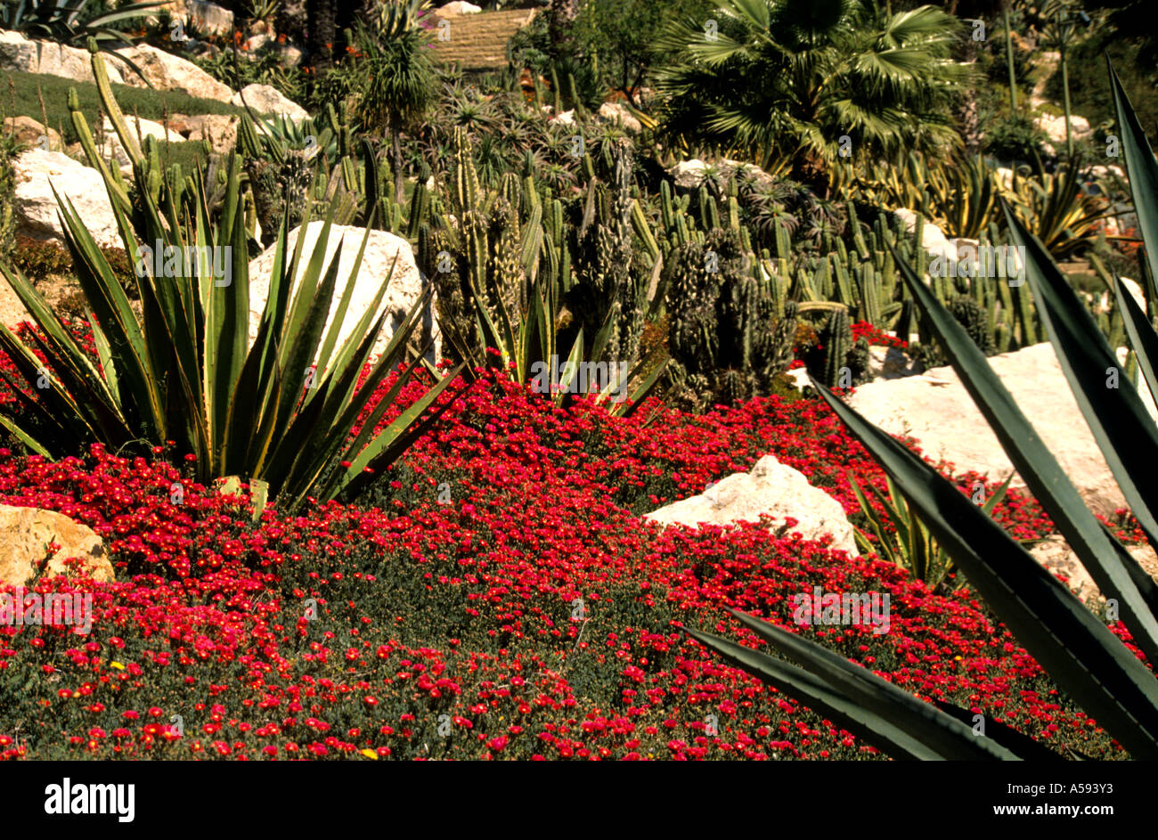 Barcelona Spain  Spanish Cactus flower flowers red Stock Photo