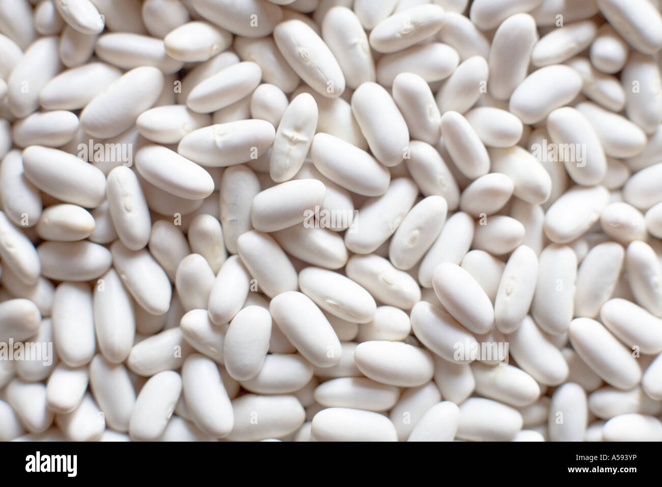 Dried white haricot beans Stock Photo Alamy
