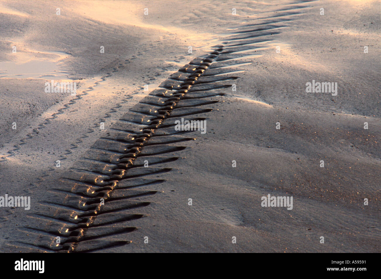 TYRE MARK IN WET SAND ON NORFOLK BEACH AT DAWN NORFOLK EAST ANGLIA ENGLAND UK Stock Photo