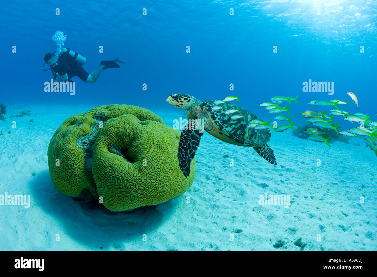 A scuba diver watches a green sea turtle and a school of fish as they swim past brain coral. Stock Photo