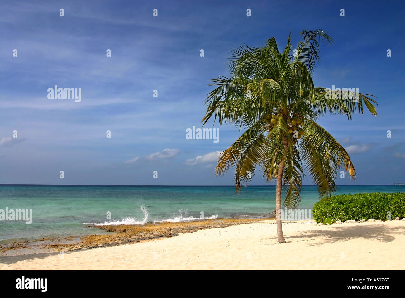 Palm tree on Seven Miles Beach Stock Photo
