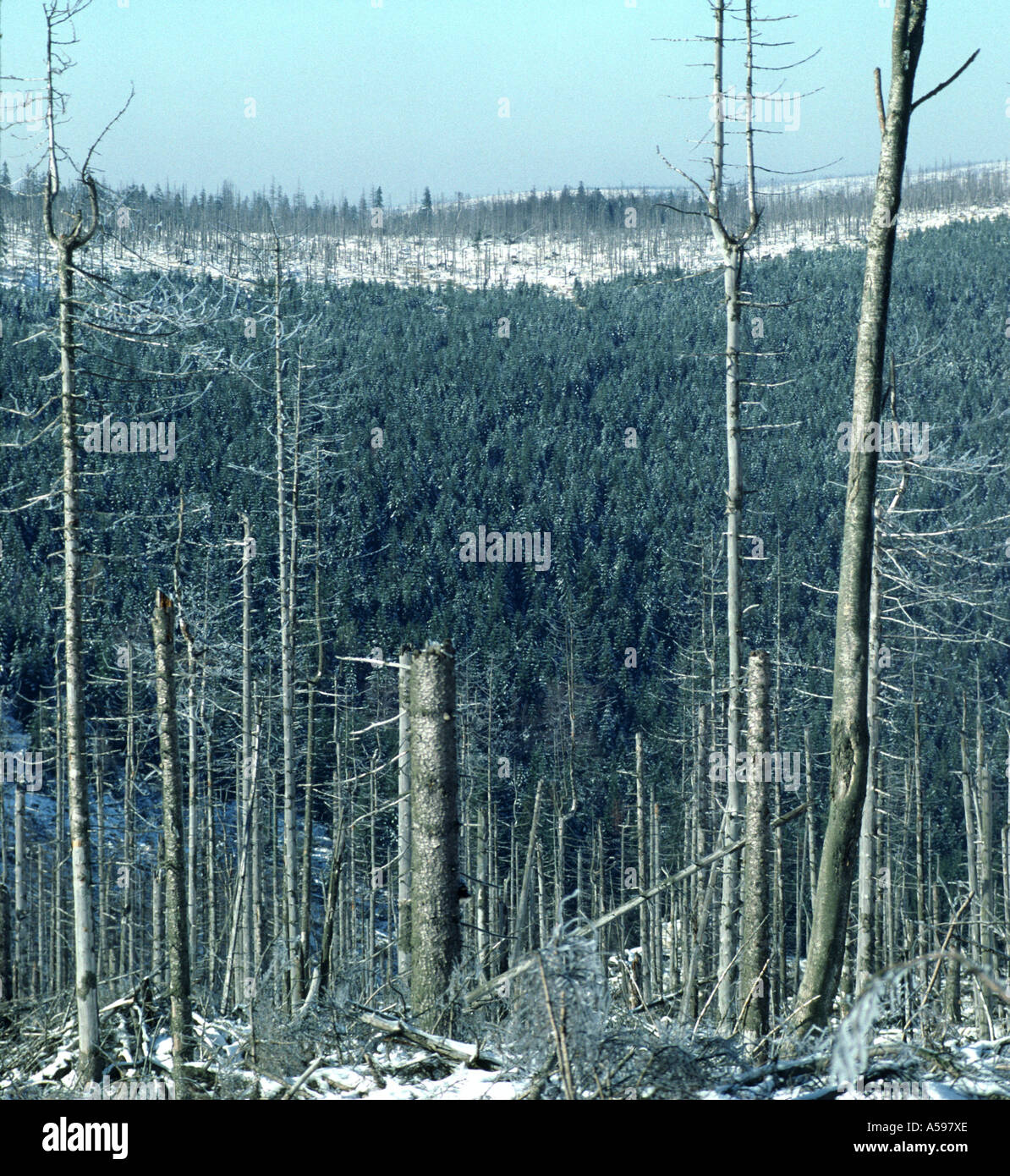 acid rain damage in trees in slarska poremba poland Stock Photo