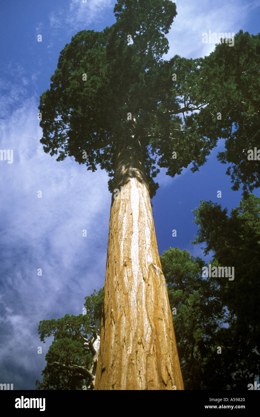 SEQUOIA YOSEMITE NATIONAL PARK CALIFORNIA USA Stock Photo Alamy