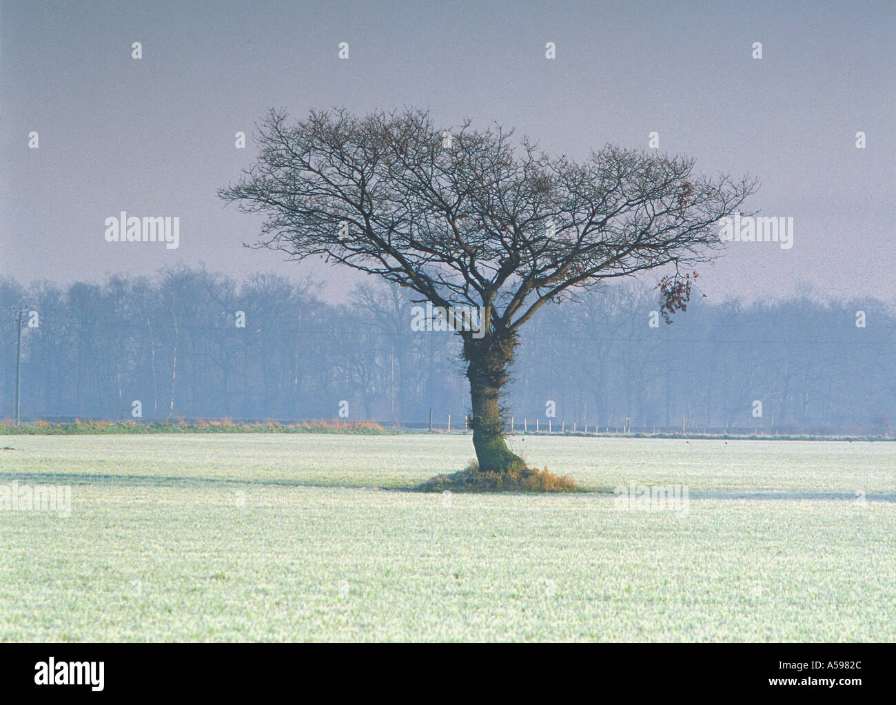 single  tree Ellingham Norfolk England Stock Photo