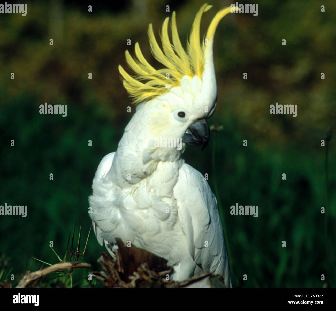 Sulphur crested Cockatoo in Victoria in Australia Stock Photo Alamy