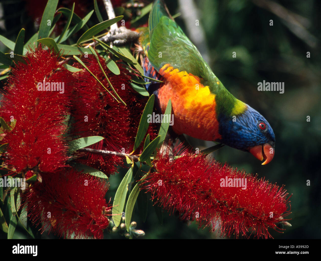 Rainbow Lorikeet in a tree in New South Wales in Australia Stock Photo