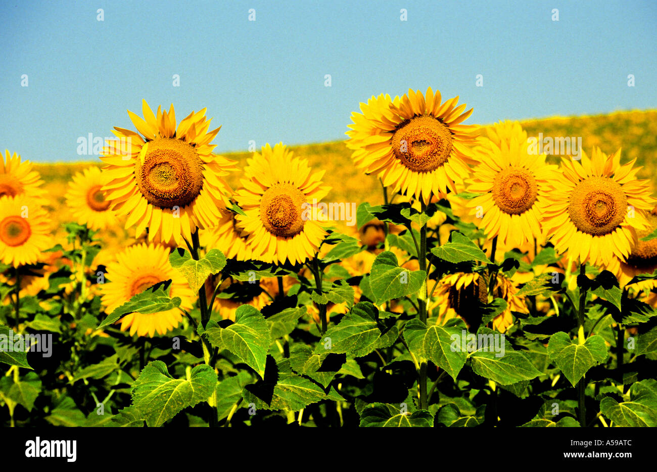 Sun Flowers Yellow France French Vincent van Gogh Stock Photo