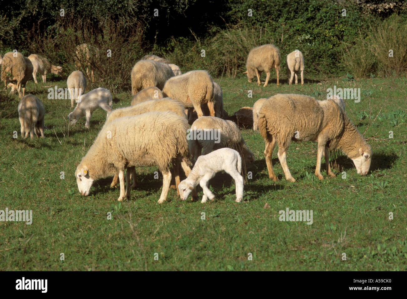 Rural scene with sheep and lambs near Sant Vicenc (formerly Cala San Vicente) NE Mallorca, Balearic Islands, Spain. Stock Photo