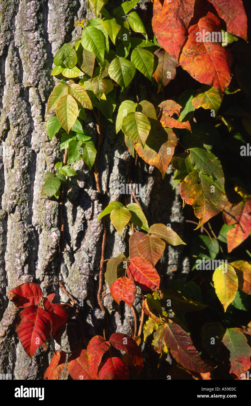 Indian Summer Canada Stock Photo