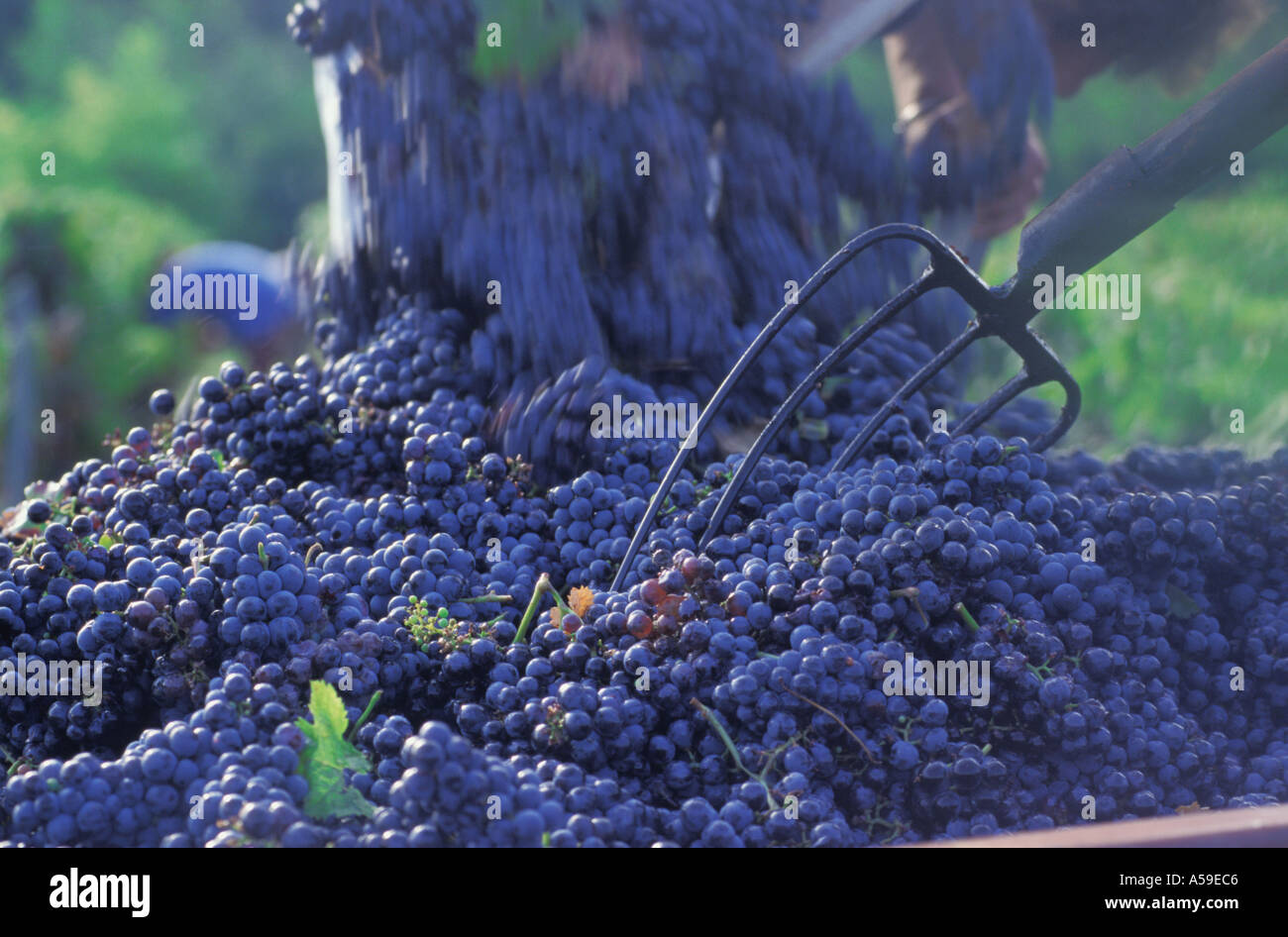 Harvesting the merlot and cabernet grapes in Bordeaux region France Stock Photo