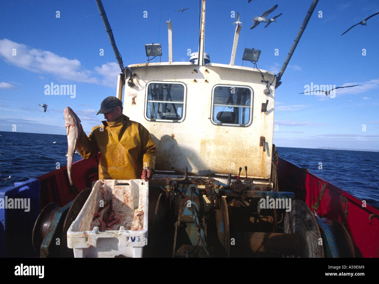Cod Fishing Ship Pollack fish uk hi-res stock photography and images - Alamy