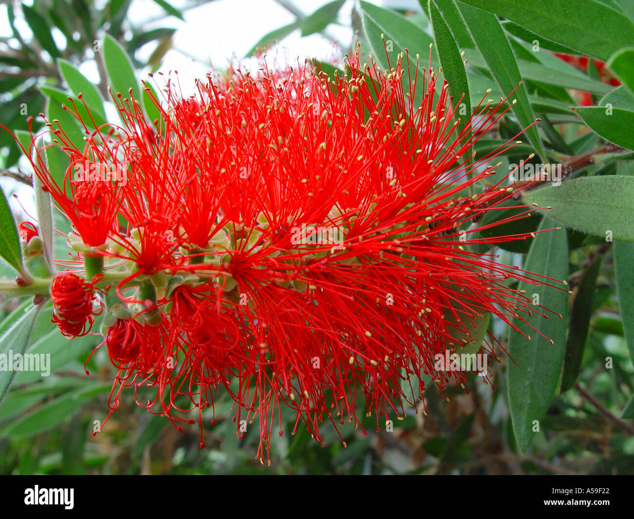 Callistemon citrinus Bottlebrush Stock Photo