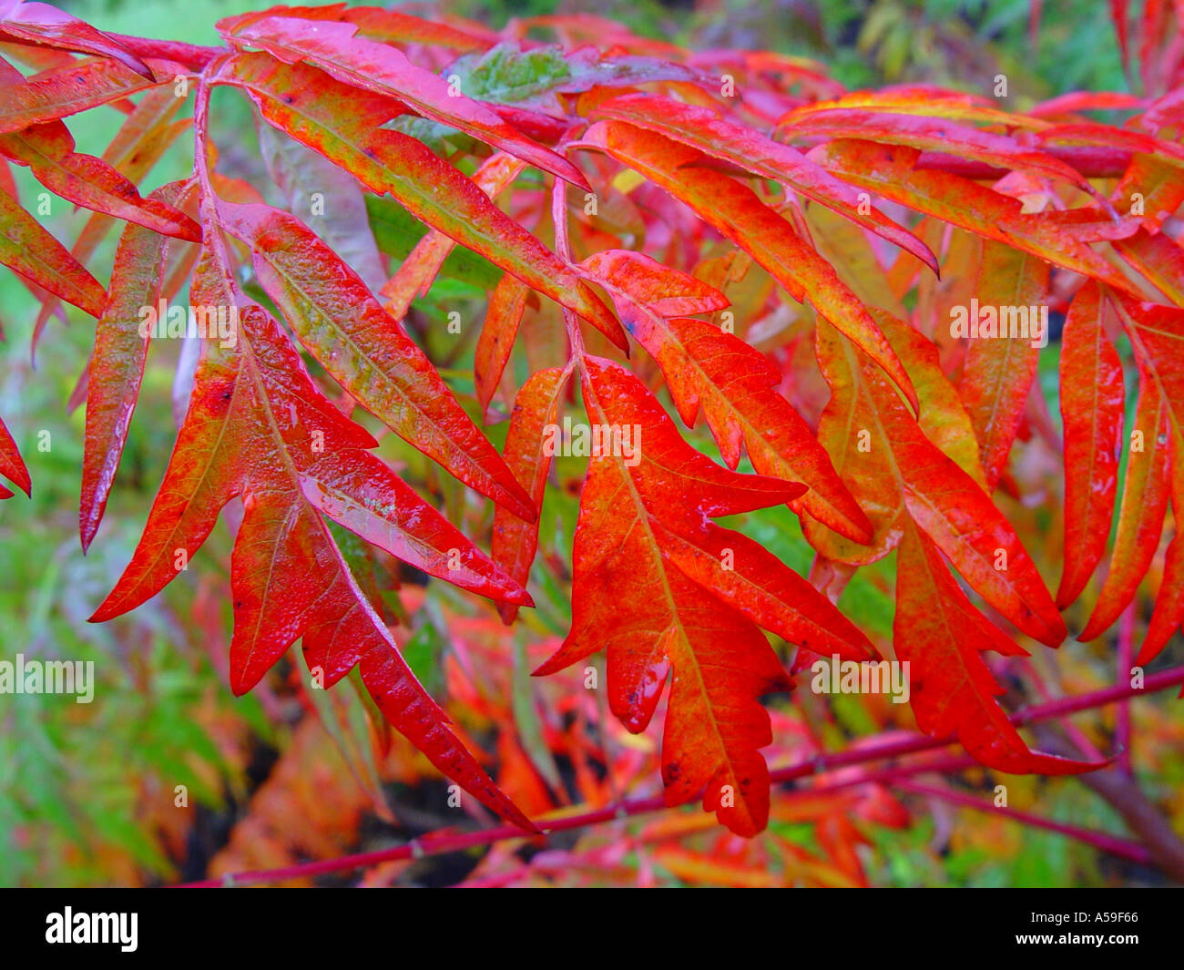 Rhus glabra Laciniata Autumn colour Stock Photo