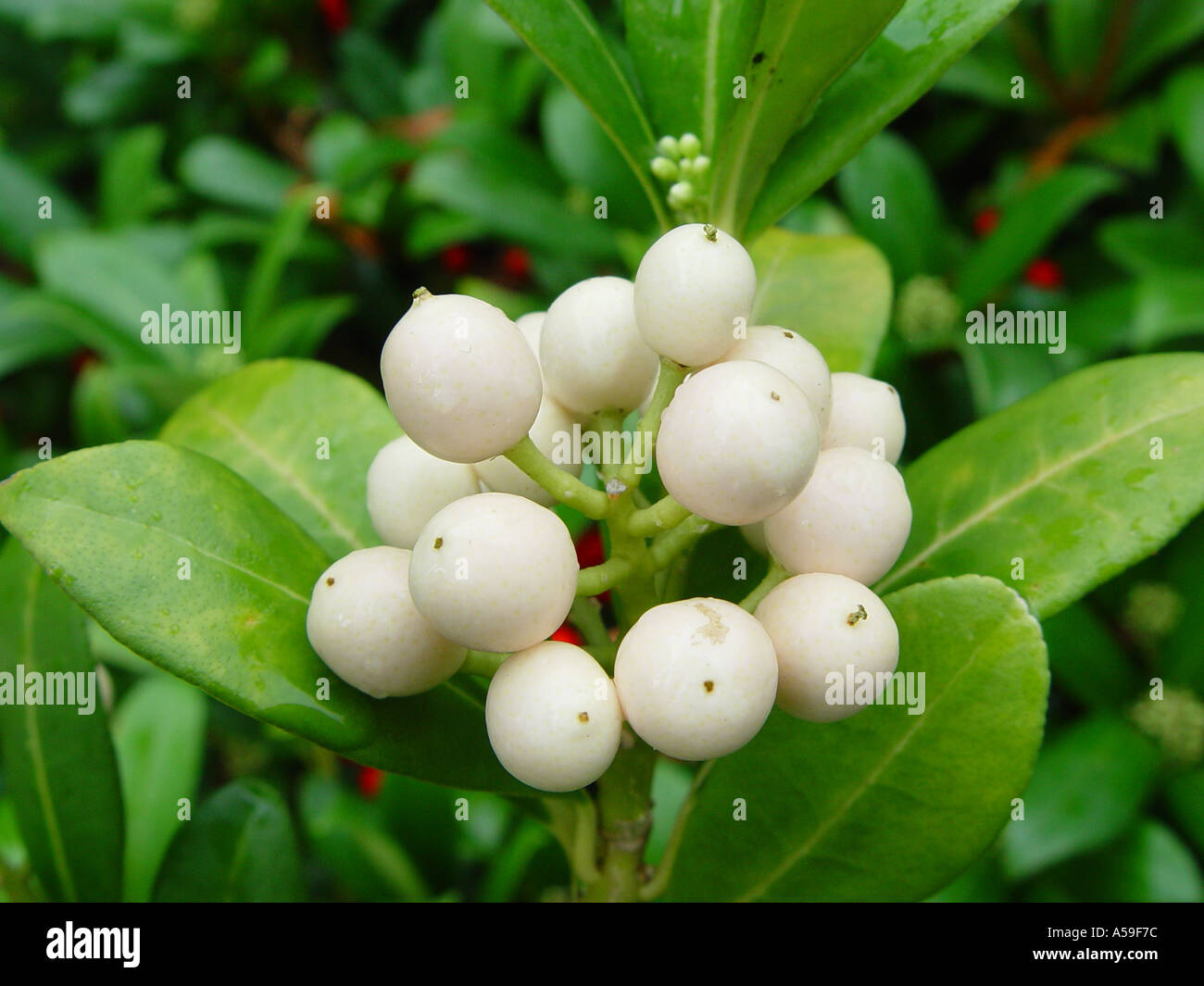 Skimmia japonica subsp japonica Wakehurst White Stock Photo