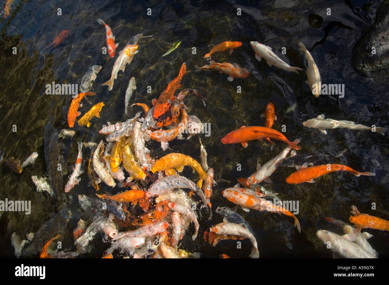 Koi Fish in Pond, Kauai, Hawaii, USA Stock Photo Alamy