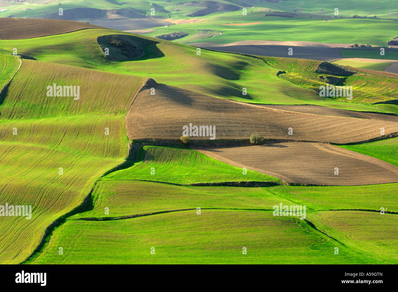 Overview of Field, Andalucia, Spain, Europe Stock Photo - Alamy