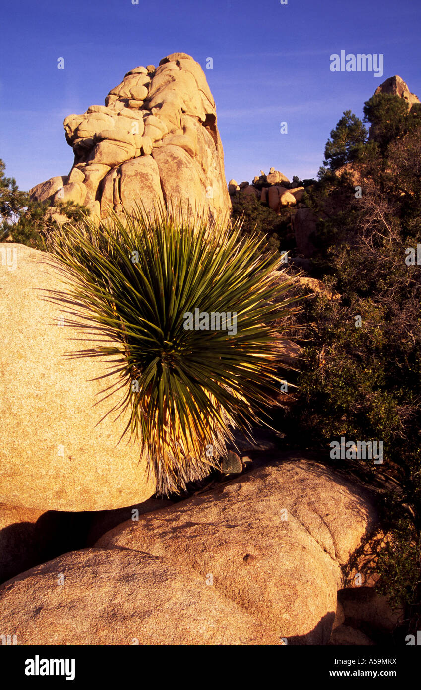 Joshua tree national park images hi-res stock photography and images ...