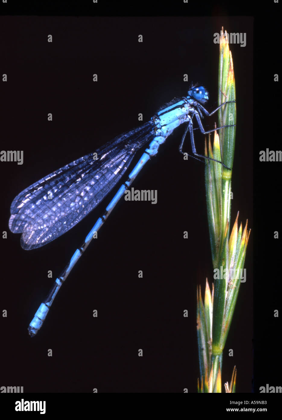 Blue damselfly on blade of grass Stock Photo - Alamy
