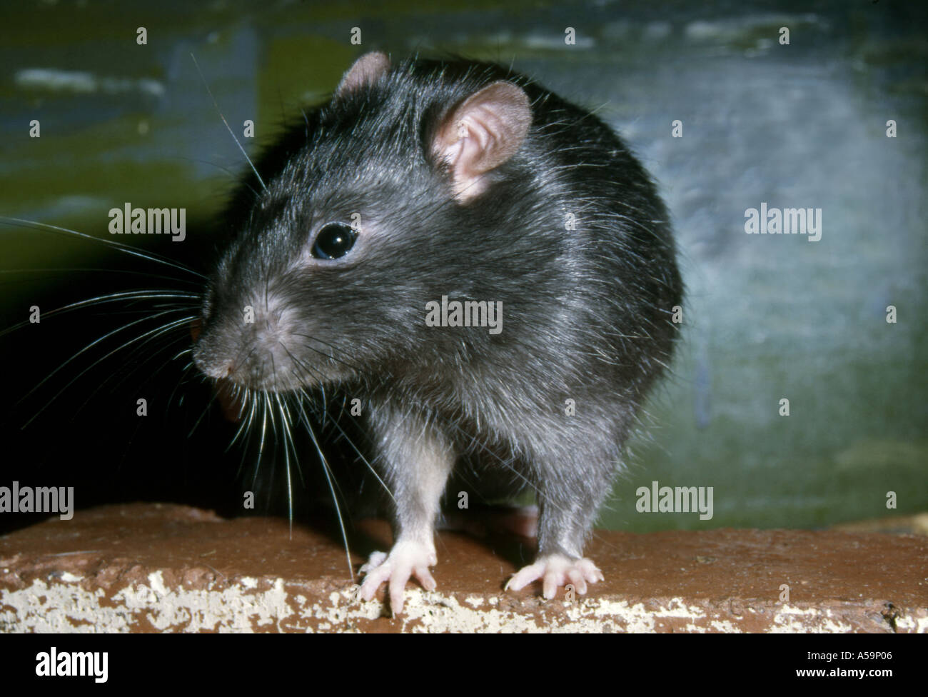 Black rat rattus rattus common hires stock photography and images Alamy