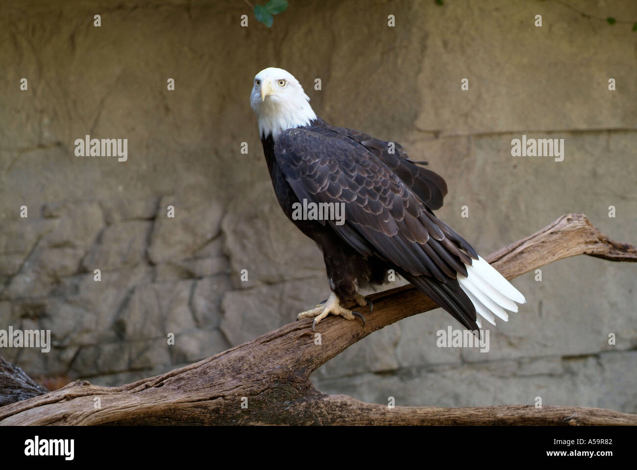 Bald eagle wild hi-res stock photography and images - Alamy