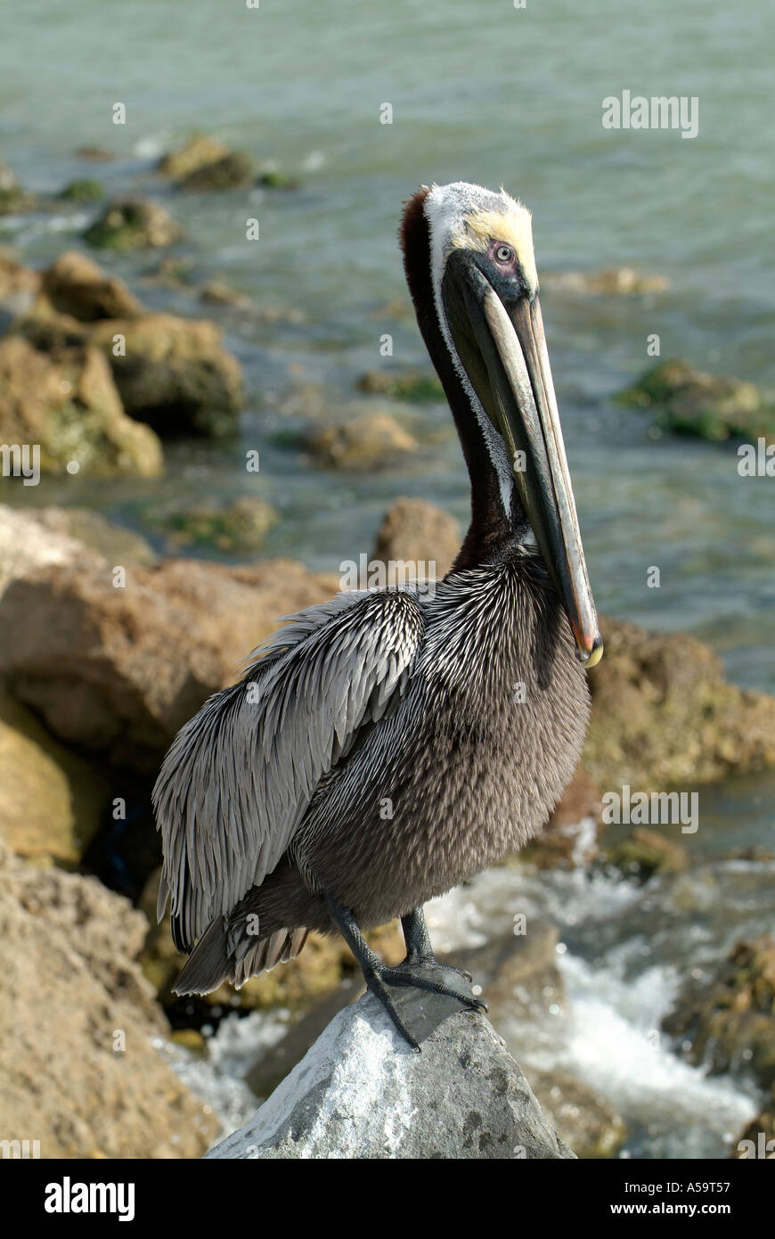 Florida water birds on constant look out for food Stock Photo