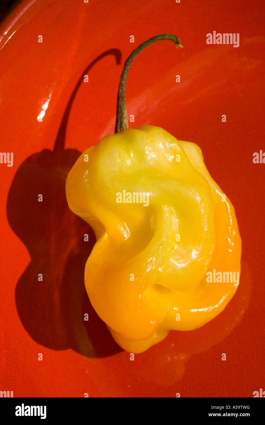 Single Scotch Bonnet Chilli  Pepper on Red Dish Stock Photo