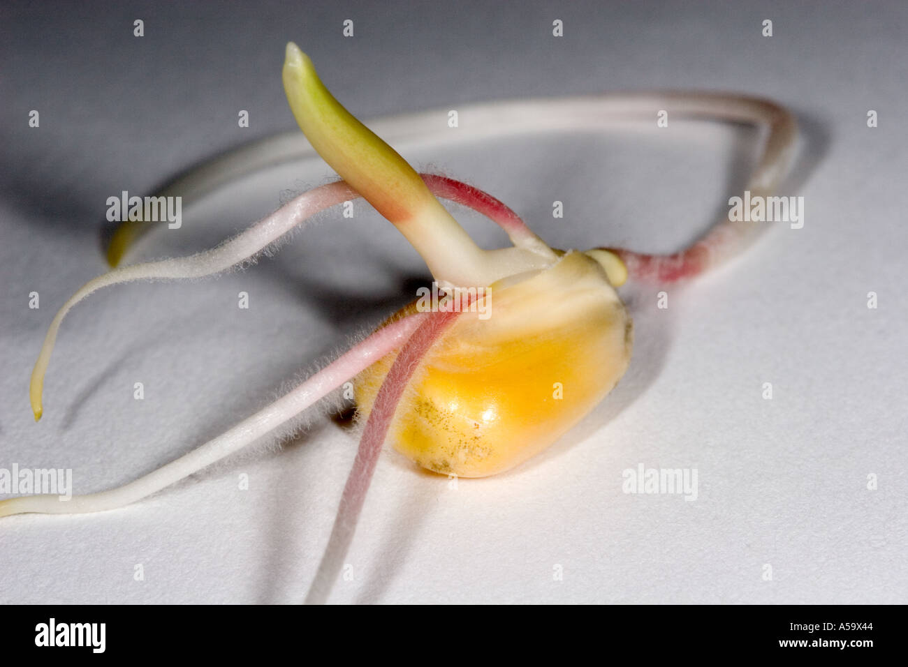 Corn seed germinating hires stock photography and images Alamy