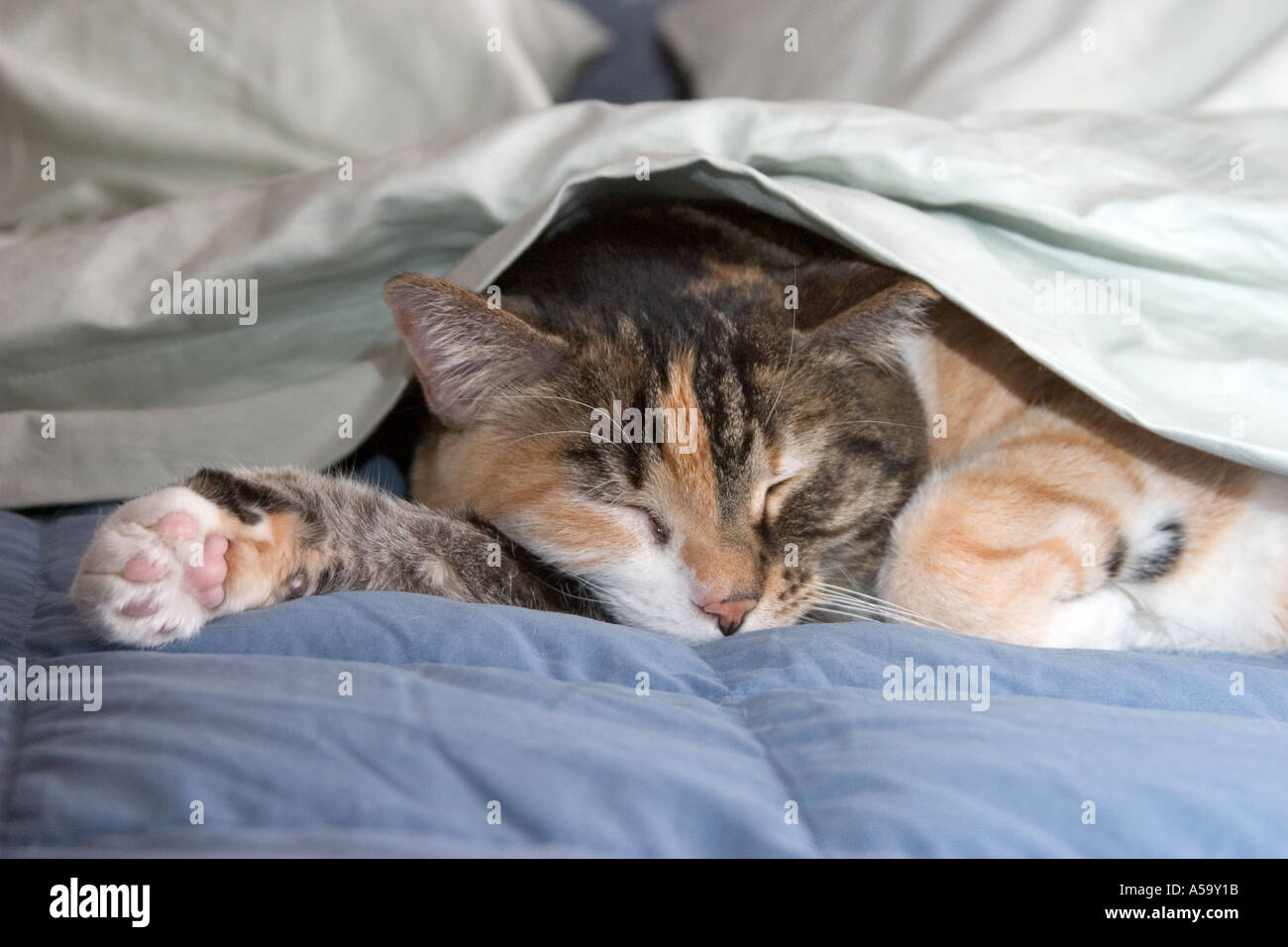 Calico cat sleeping under sheets Stock Photo Alamy