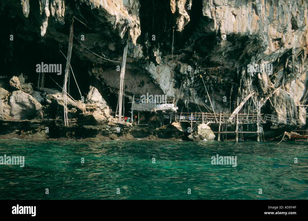 Bamboo scaffolding used to harvest swallows nests Ko Phi Phi Leh Krabi