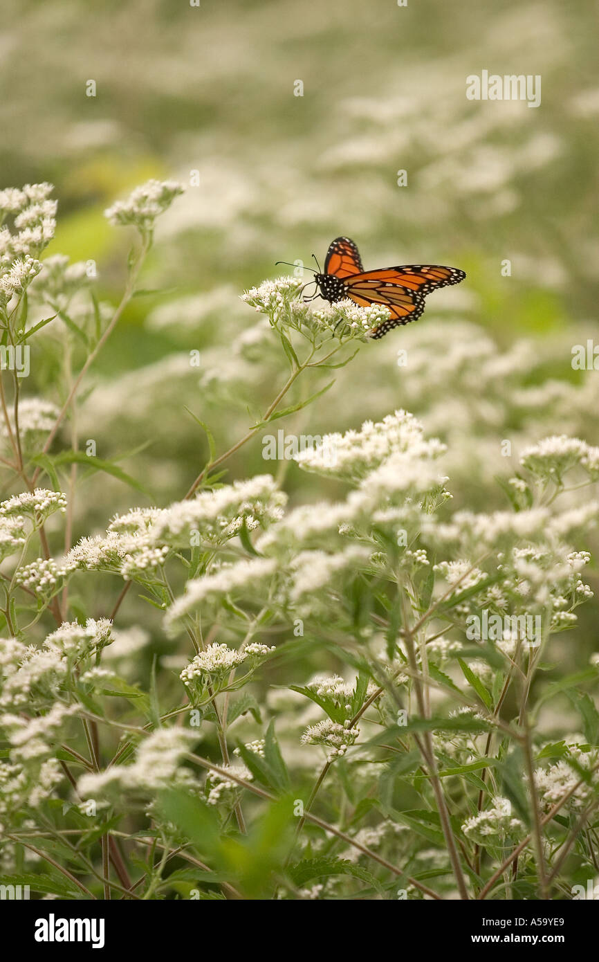 Monarch butterfly Danaus plexippus on late boneset Eupatorium serotinum Wolf Road Prairie Illinois USA Stock Photo