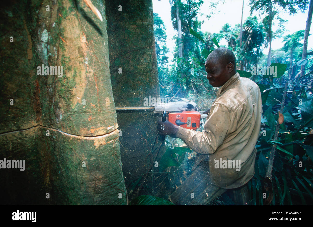 Commercial logger cuts down rainforest tree in Gabon Central Africa Stock Photo