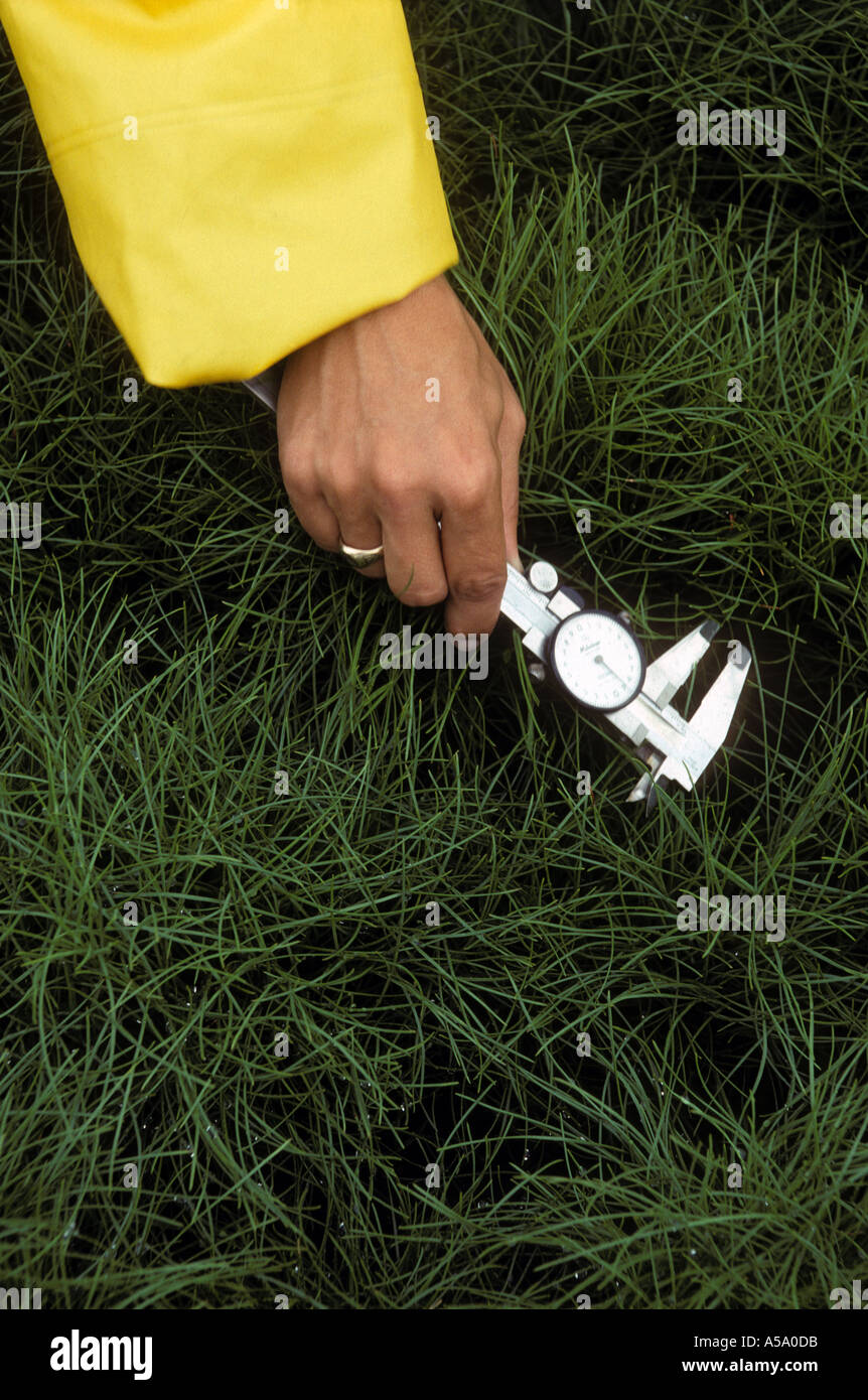 forester measuring pine tree seedling at forest product company nursery