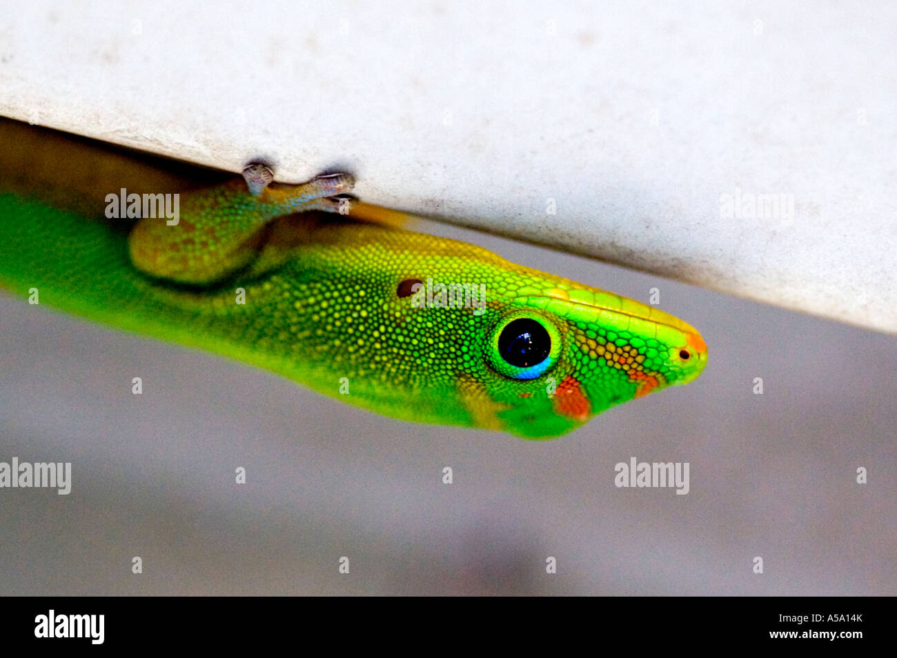 Lizard clings to ceiling in house "Réunion Stock Photo Alamy