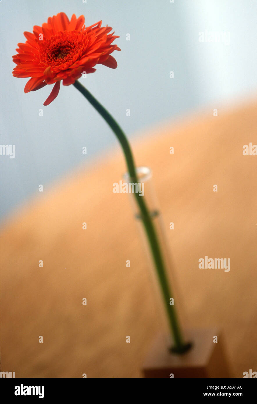 Single red gerbera in glass vase on table Stock Photo