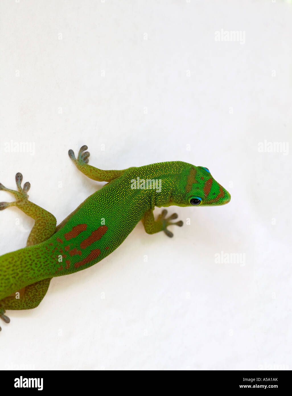 Brightly marked lizard hires stock photography and images Alamy