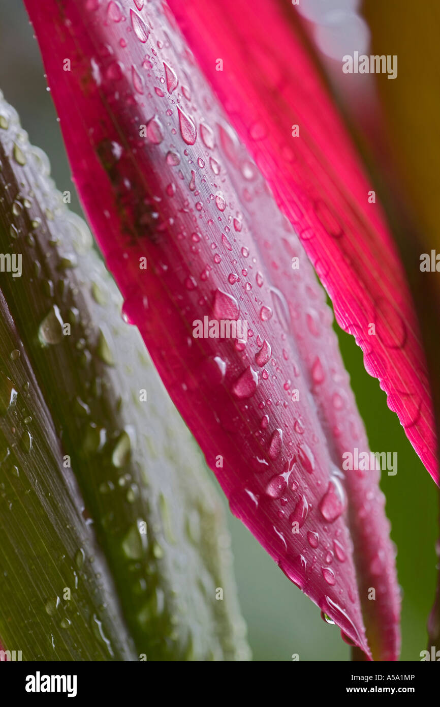 Wet leaves after rain shower raindrops colours hires stock photography