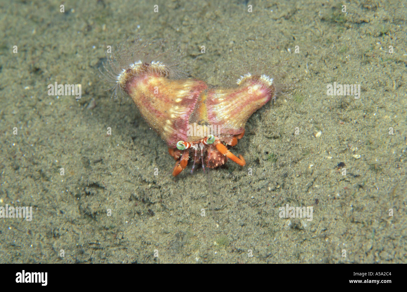 Anemone Hermit Crab Dardanus pedunculatus Stock Photo - Alamy