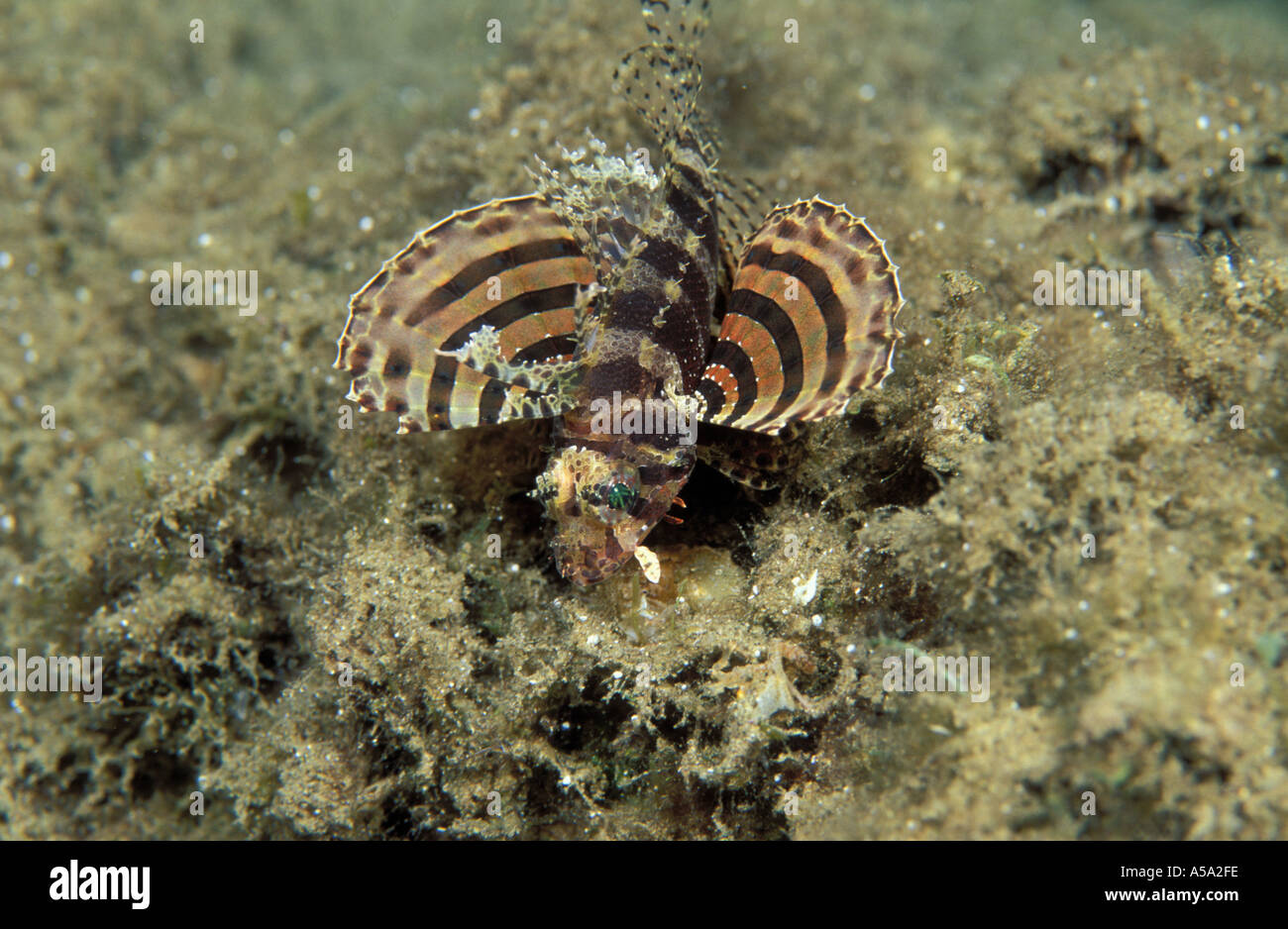 Dwarf Lionfish Dendrochirus brachypterus  Stock Photo