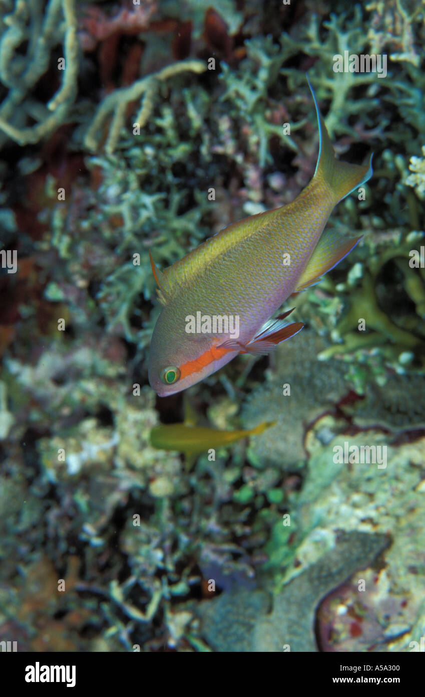 Threadfin anthias fish hi-res stock photography and images - Alamy
