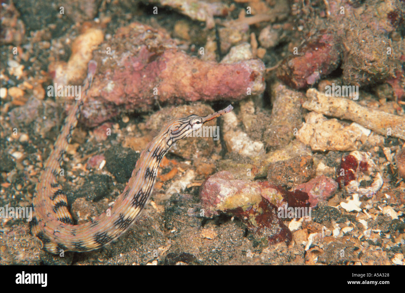 Banded Pipefish Corythoichthys intestinalis  Stock Photo