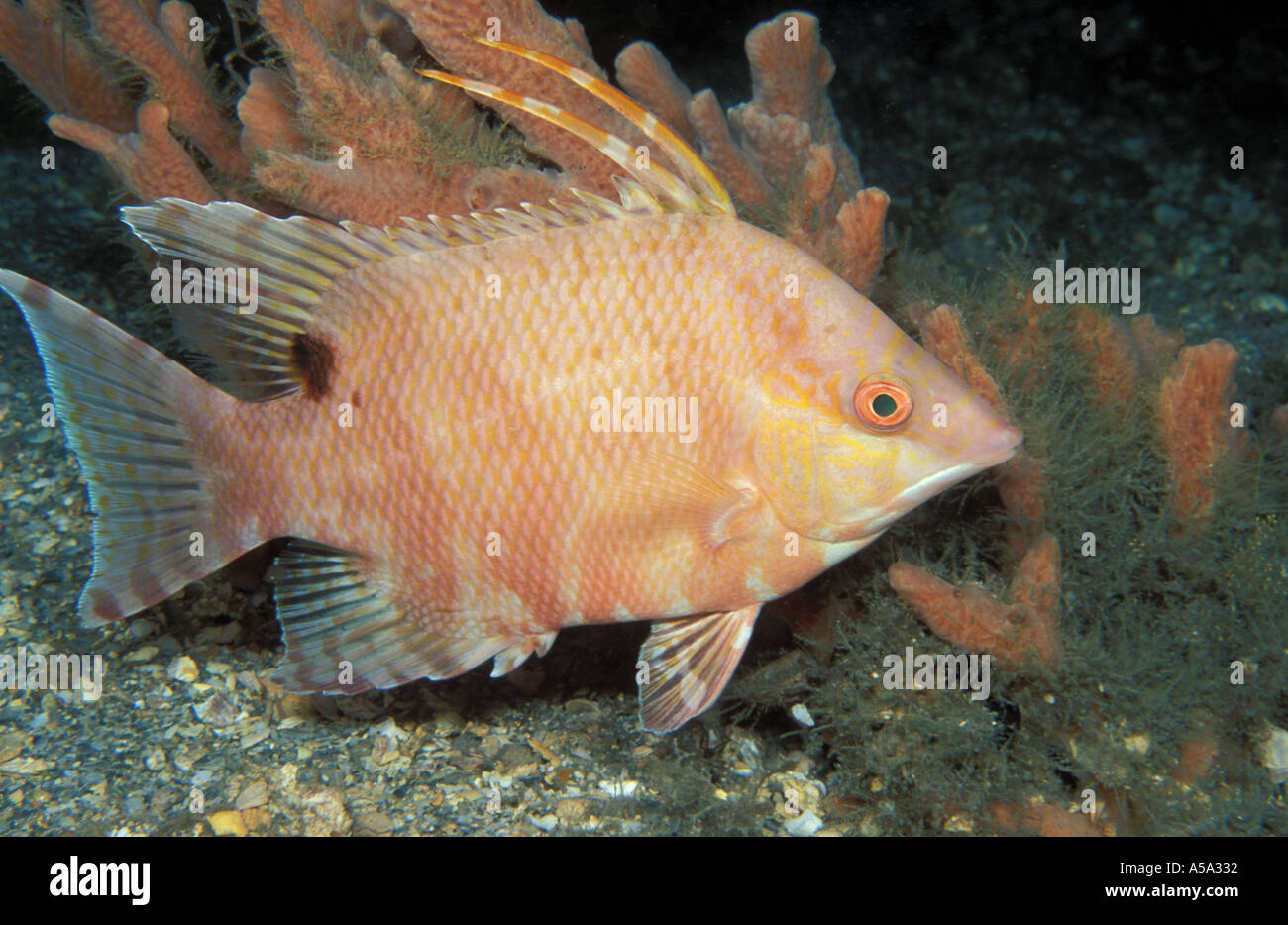 Hog Snapper Lachnolaimus maximus Stock Photo 369458 Alamy