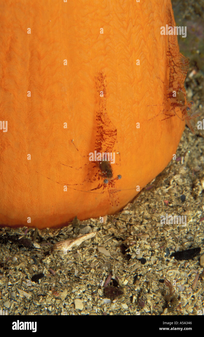 Broken back Shrimp Heptacarpus kincaidi and Sea Pen Stock Photo